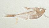 Diplomystus Fossil Fish - Wyoming #7568-1